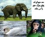 3 حیوانی که زمان مرگ شان را می دانند!